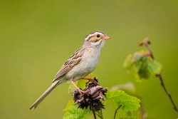 Clay-colored Sparrow (Spizella pallida)